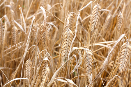 Rwanda Barley | Exporter & Supplier - Good Prices