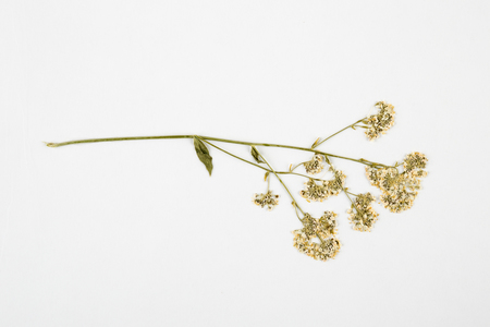 Tanzania Gypsophila