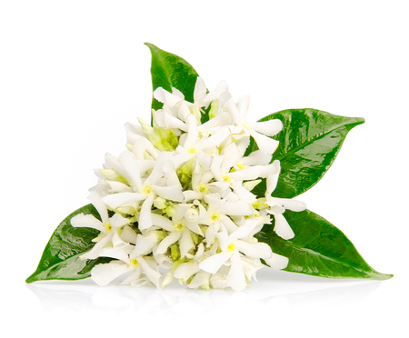 Tanzania Jasmine