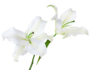 Tanzania Lilies
