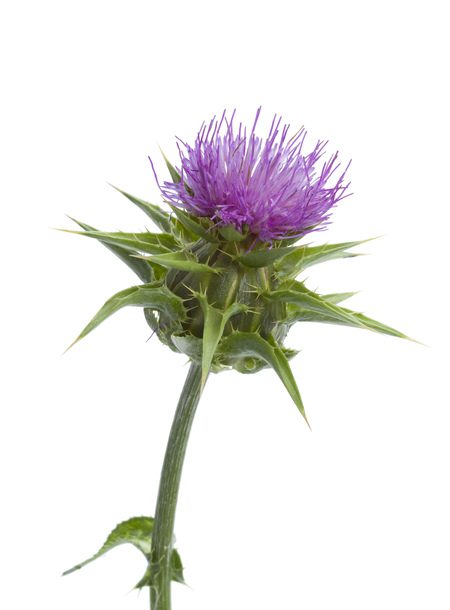 Tanzania Thistles