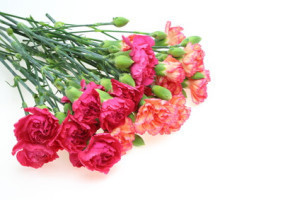 Tanzania Carnation