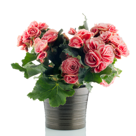 Uganda Begonia