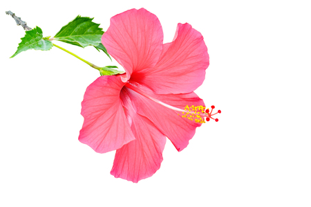 Uganda Hibiscus