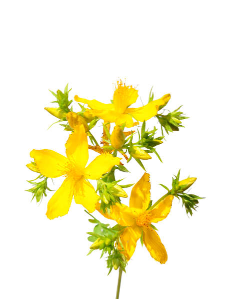 Uganda Hypericum