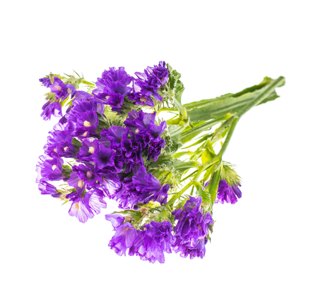Uganda Limonium