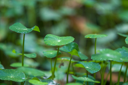 Uganda Water Pennyworts
