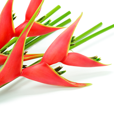 Uganda Red Heliconia