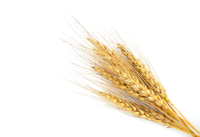 Uganda Wheat