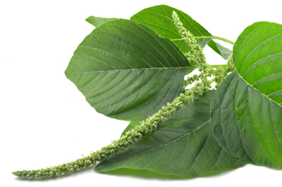 Uganda Amaranth