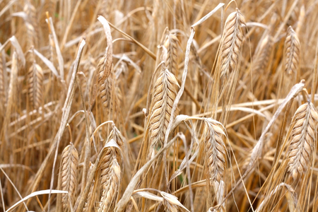 Uganda Barley