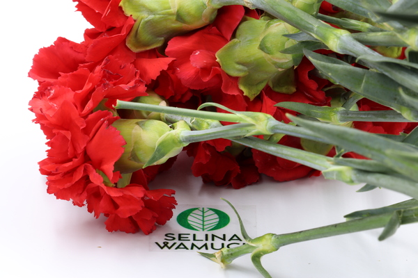 Kenya Carnations